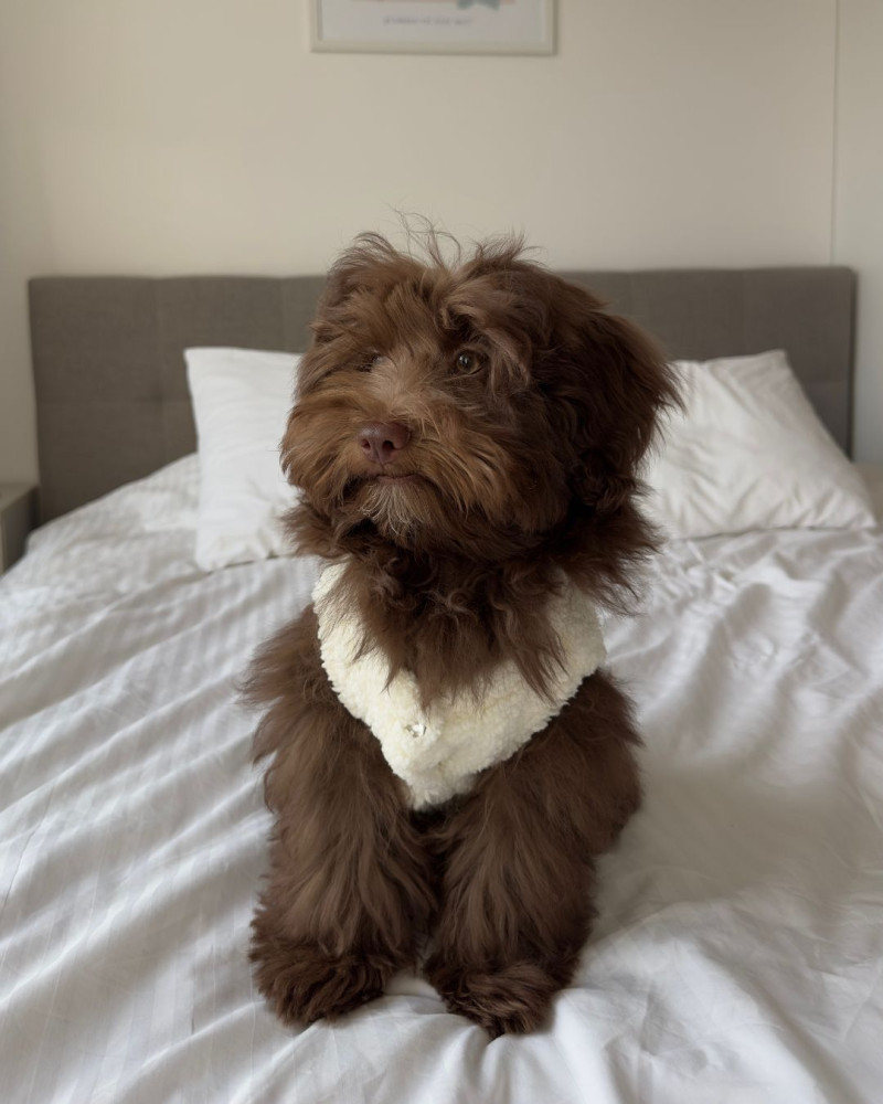 Жилет молочний “Teddy”