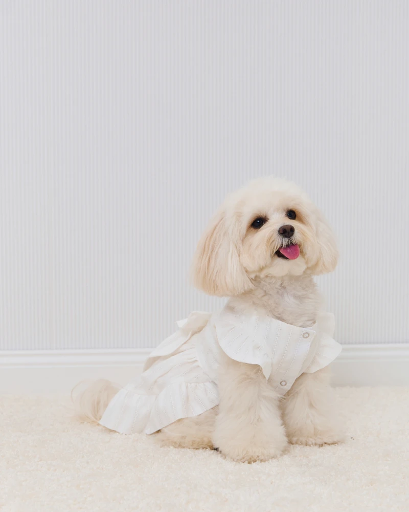 Milk-white batiste dog dress “Belle&Bow” | Feel with Fill
